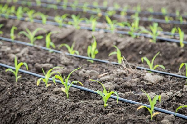 Drip Irrigation Repair - Drip Irrigation Repair Allen, Texas